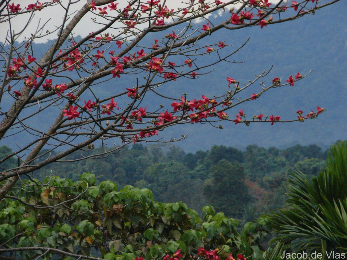 Bombax ceiba L.